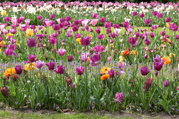 Blooming tulips in Keukenhof park in Netherlands, Europe