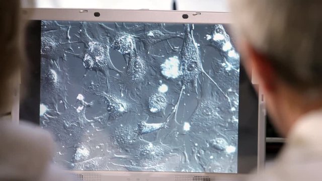 Human cells on display