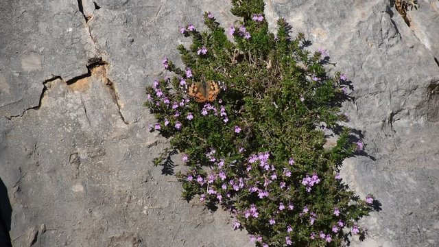 farfalla che succhia il nettare dei fiori di timo