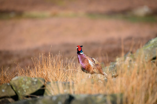 Wild Ring-necked Pheasant walking through natural habitat of reeds and grasses on moorland in Yorkshire Dales, UK