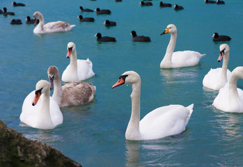 Obraz premium Animals, landscape sea, swans