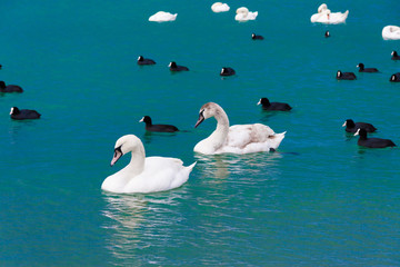 Animals, landscape sea, swans