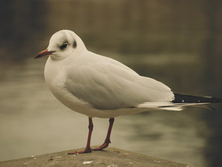 White bird in a square in Zürich