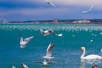 Animals, landscape sea, swans