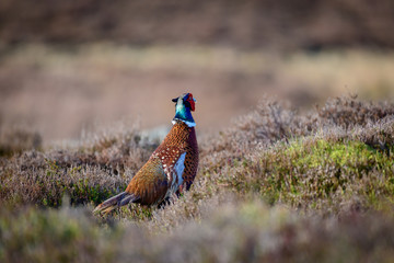 Wild Ring-necked Pheasant walking through natural habitat of reeds and grasses on moorland in Yorkshire Dales, UK