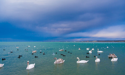 Animals, landscape sea, swans