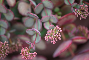 Beautiful pink flowers of perennial succulent Sedum cauticola (cliff stonecrop) growing in the pot