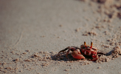 crab standing in a beach ,Crab sand beach close up