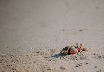 crab standing in a beach ,Crab sand beach close up