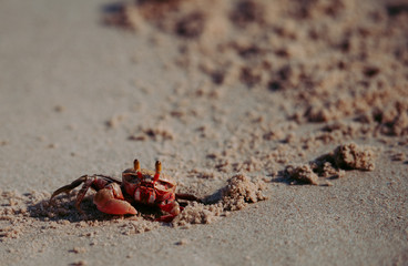 crab standing in a beach ,Crab sand beach close up