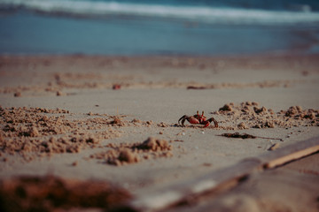 crab standing in a beach ,Crab sand beach close up