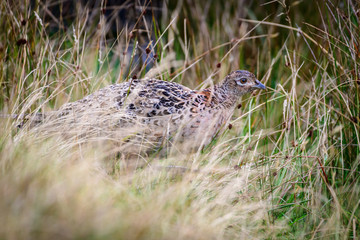Wild Ring-necked Pheasant walking through natural habitat of reeds and grasses on moorland in Yorkshire Dales, UK