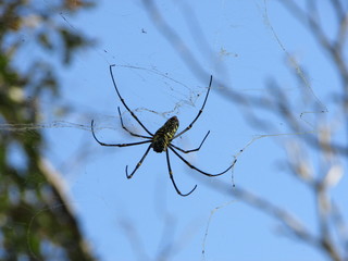 spider on web