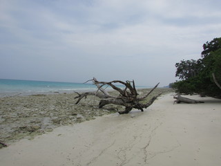 Fototapeta na wymiar dead tree on the beach