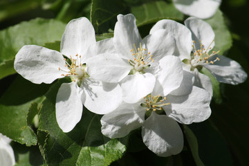 White flowers of apple tree close-up