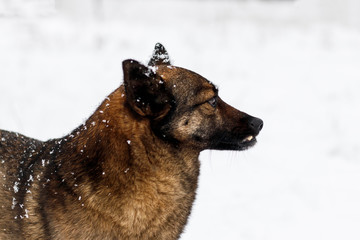 winter, a lot of snow. Local stray dog. plaintive look. there is tonirovapny and close-up