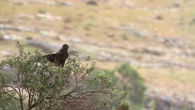 Common buzzard stands on a tree