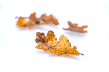 Brown autumnal oak leaves isolated on white background.