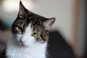 Janis Cat