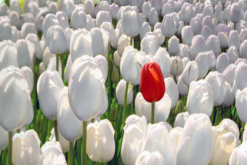 Fototapeta premium Alone red tulip in a field of white, the concept is unique, special, rare.
