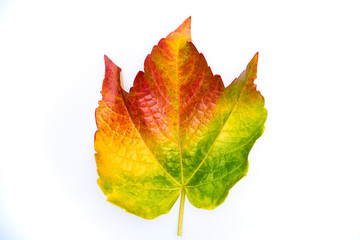 Red, yellow and green autumnal wine leaf isolated on white background.