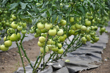 Hothouse for growing tomatoes