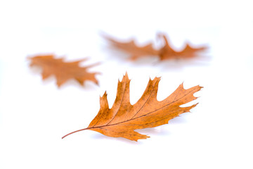 Brown autumn red oak leaves isolated on white background.