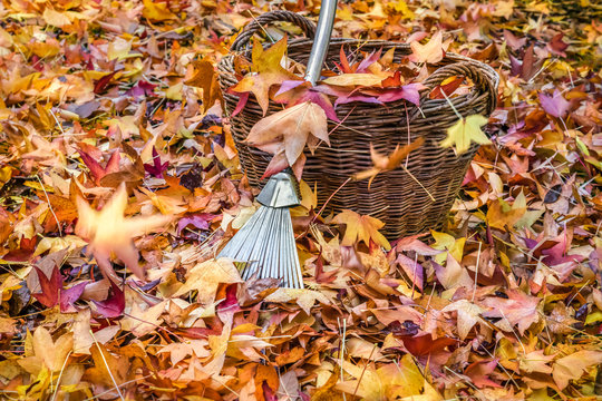 Autumn leaves with a steel rake and basket.