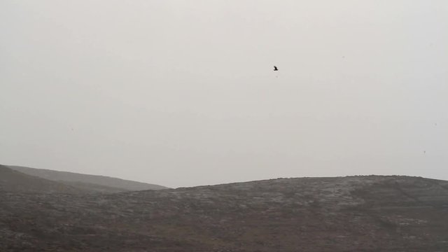 Common buzzard flying in the sky