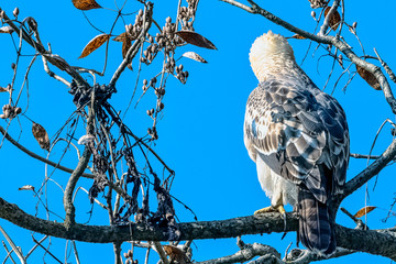 Young changeable hawk-eagle or crested hawk-eagle (Nisaetus cirrhatus) in Jim Corbett National Park, India