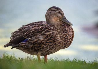 Duck