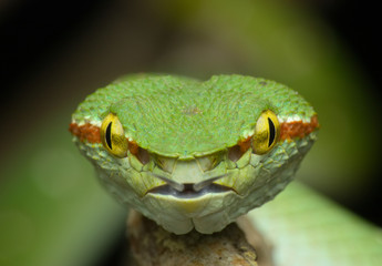 Wagler Pit viper female facing the camera with tongue  out