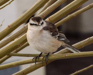 Mimus saturninus Mockingbird