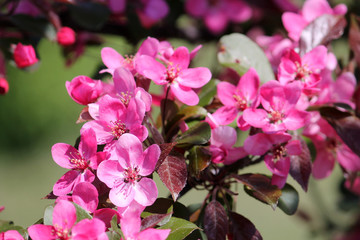 Obraz premium Pink flowers of ornamental apple tree