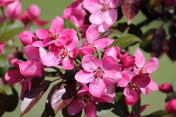 Obraz premium Pink flowers of ornamental apple tree