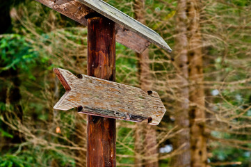 Wooden sign arrow in green forest at Carpathian forest.