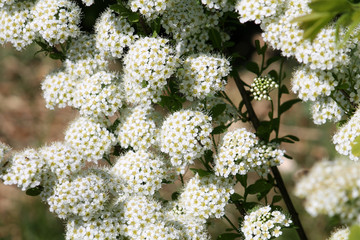 Flowering Van Houtte's spiraea or Spiraea vanhouttei. Branch with white flowers