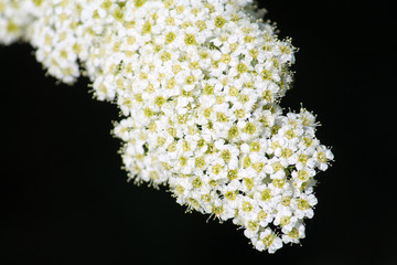 Branch of Van Houtte's spiraea or Spiraea vanhouttei with white flowers on black background