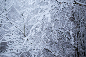 Fototapeta na wymiar Winter trees in Russia