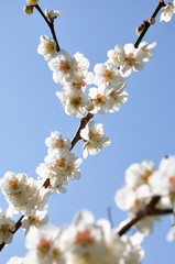 梅の木