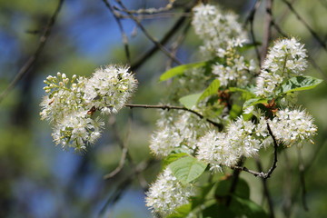 Branch of Manchurian cherry or Amur chokecherry (Prunus maackii) with white flowers and green leaves