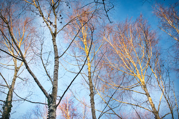 Fototapeta na wymiar Kahler Birkenwald in heller Nachmittagssonne im Winter vor blauem Himmel