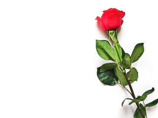 Flat lay lovely luxury red rose on a white background. Beautiful romantic present for woman