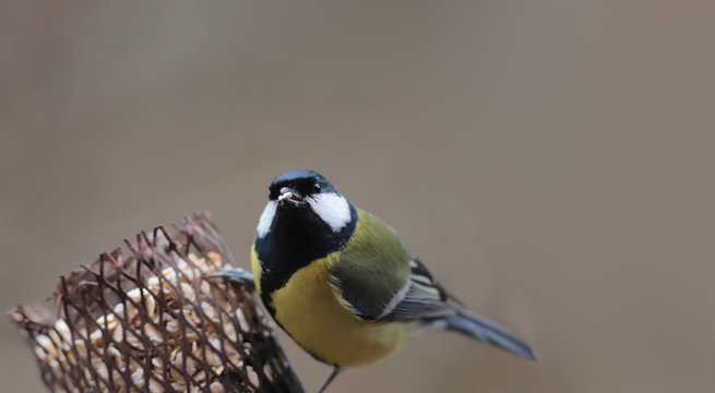 Great tomtit is conveniently located on the feeder... and obviously not in a hurry,,,