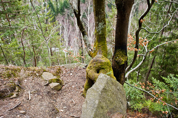 Fototapeta premium Rocky cliff in green forest at Carpathian mountains.
