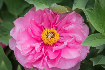 Bright Rose fuchsia color Peony flower Paeonia suffruticosa or tree peony, spring background