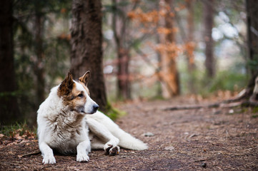 Wild lonely white dog in forest at Carpathian mountains.