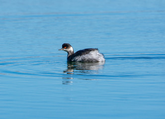 black-necked grebe