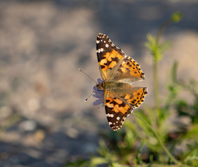 butterfly