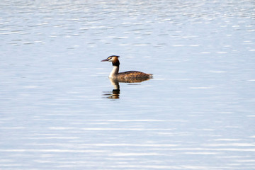 great crested grebe